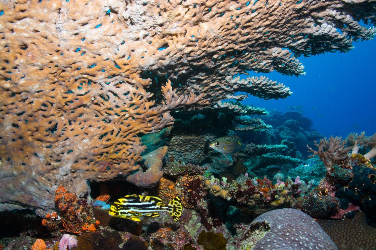 Gecko Nature Lodge Home Of Swahili Divers The Best Dive Center And Famous Gecko Restaurant Verani Εξωτερικό φωτογραφία