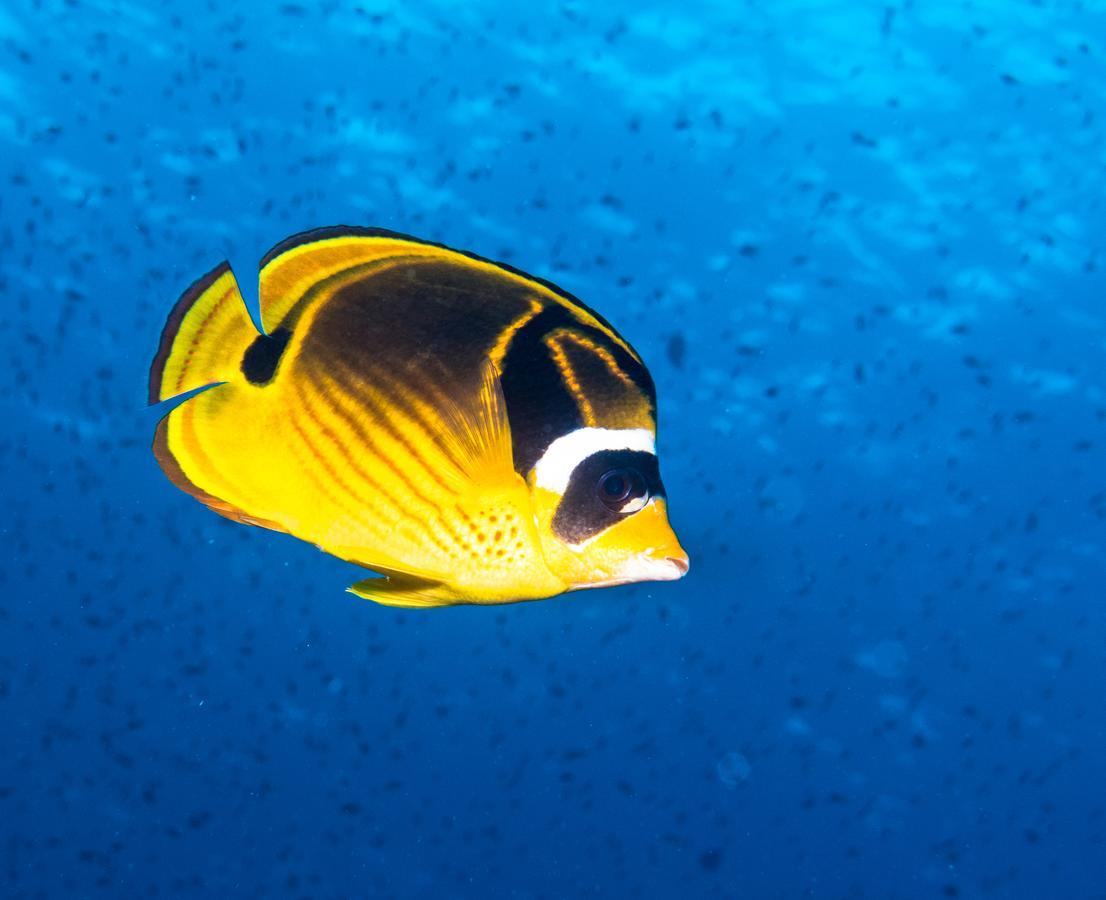 Gecko Nature Lodge Home Of Swahili Divers The Best Dive Center And Famous Gecko Restaurant Verani Εξωτερικό φωτογραφία