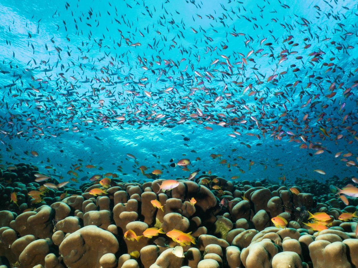 Gecko Nature Lodge Home Of Swahili Divers The Best Dive Center And Famous Gecko Restaurant Verani Εξωτερικό φωτογραφία