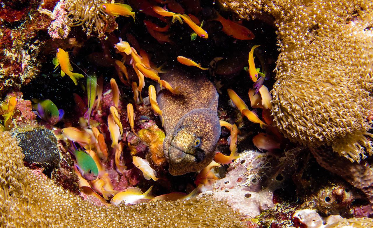 Gecko Nature Lodge Home Of Swahili Divers The Best Dive Center And Famous Gecko Restaurant Verani Εξωτερικό φωτογραφία