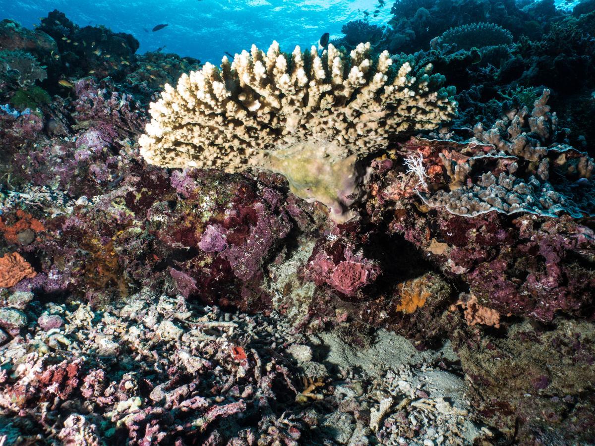 Gecko Nature Lodge Home Of Swahili Divers The Best Dive Center And Famous Gecko Restaurant Verani Εξωτερικό φωτογραφία