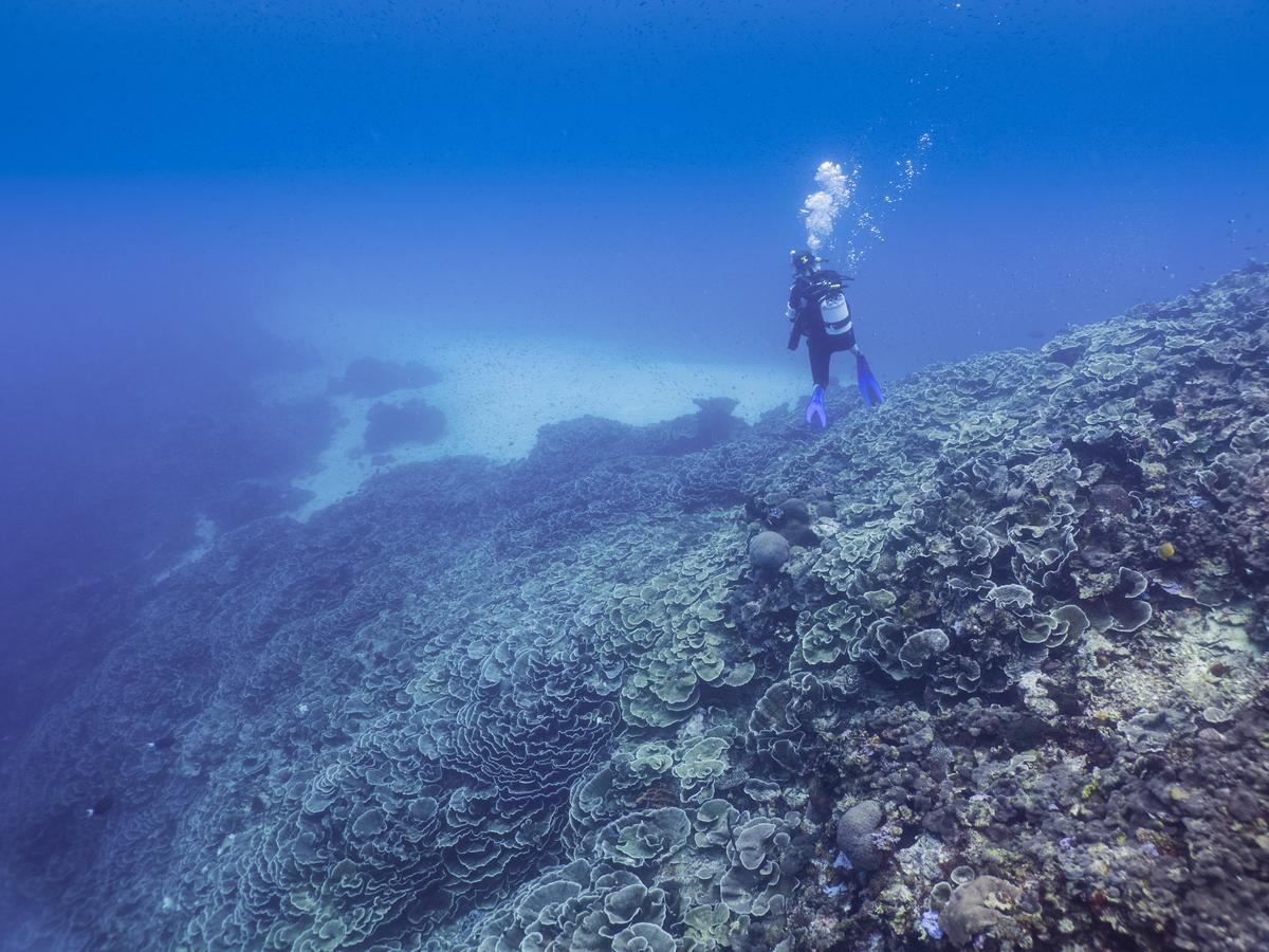 Gecko Nature Lodge Home Of Swahili Divers The Best Dive Center And Famous Gecko Restaurant Verani Εξωτερικό φωτογραφία