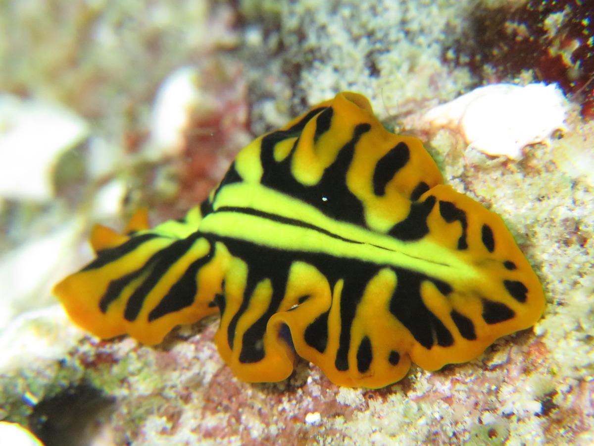 Gecko Nature Lodge Home Of Swahili Divers The Best Dive Center And Famous Gecko Restaurant Verani Εξωτερικό φωτογραφία