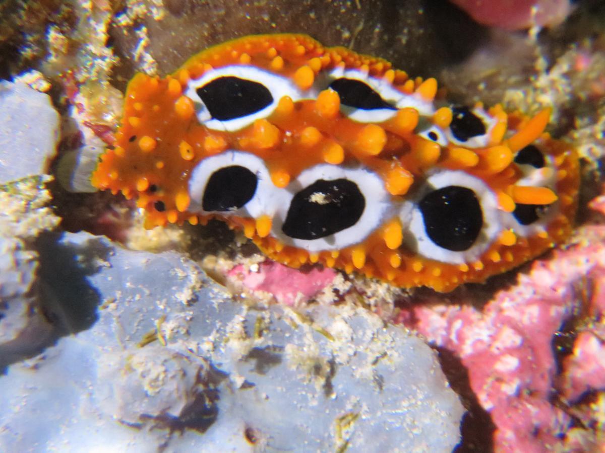Gecko Nature Lodge Home Of Swahili Divers The Best Dive Center And Famous Gecko Restaurant Verani Εξωτερικό φωτογραφία
