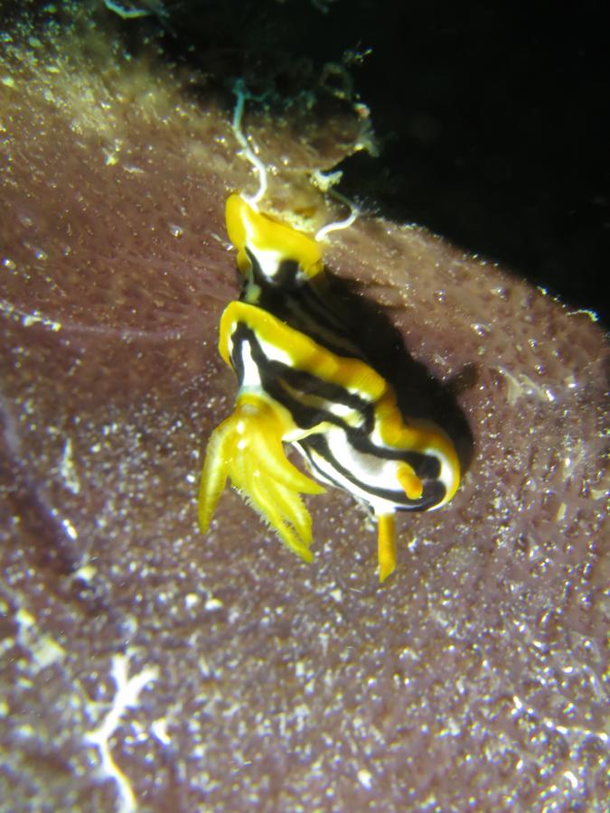 Gecko Nature Lodge Home Of Swahili Divers The Best Dive Center And Famous Gecko Restaurant Verani Εξωτερικό φωτογραφία