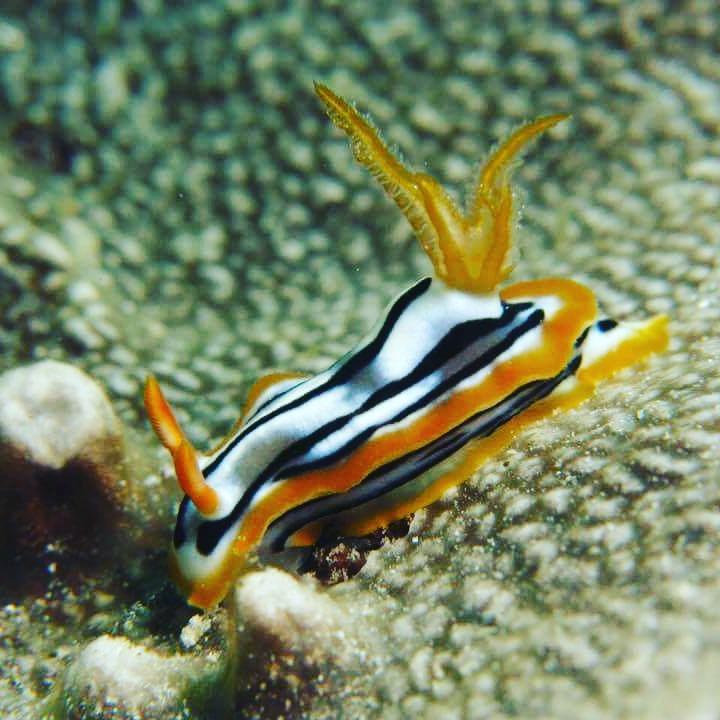 Gecko Nature Lodge Home Of Swahili Divers The Best Dive Center And Famous Gecko Restaurant Verani Εξωτερικό φωτογραφία