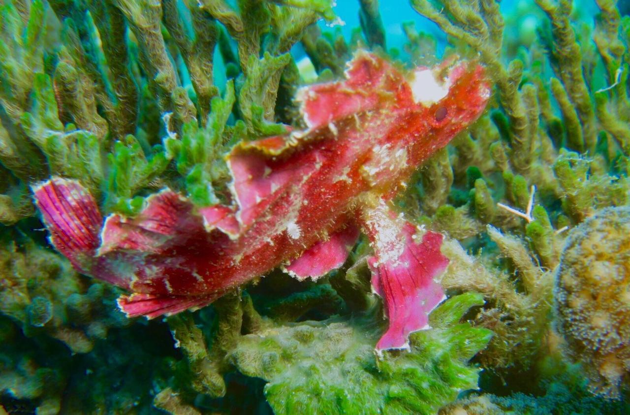 Gecko Nature Lodge Home Of Swahili Divers The Best Dive Center And Famous Gecko Restaurant Verani Εξωτερικό φωτογραφία