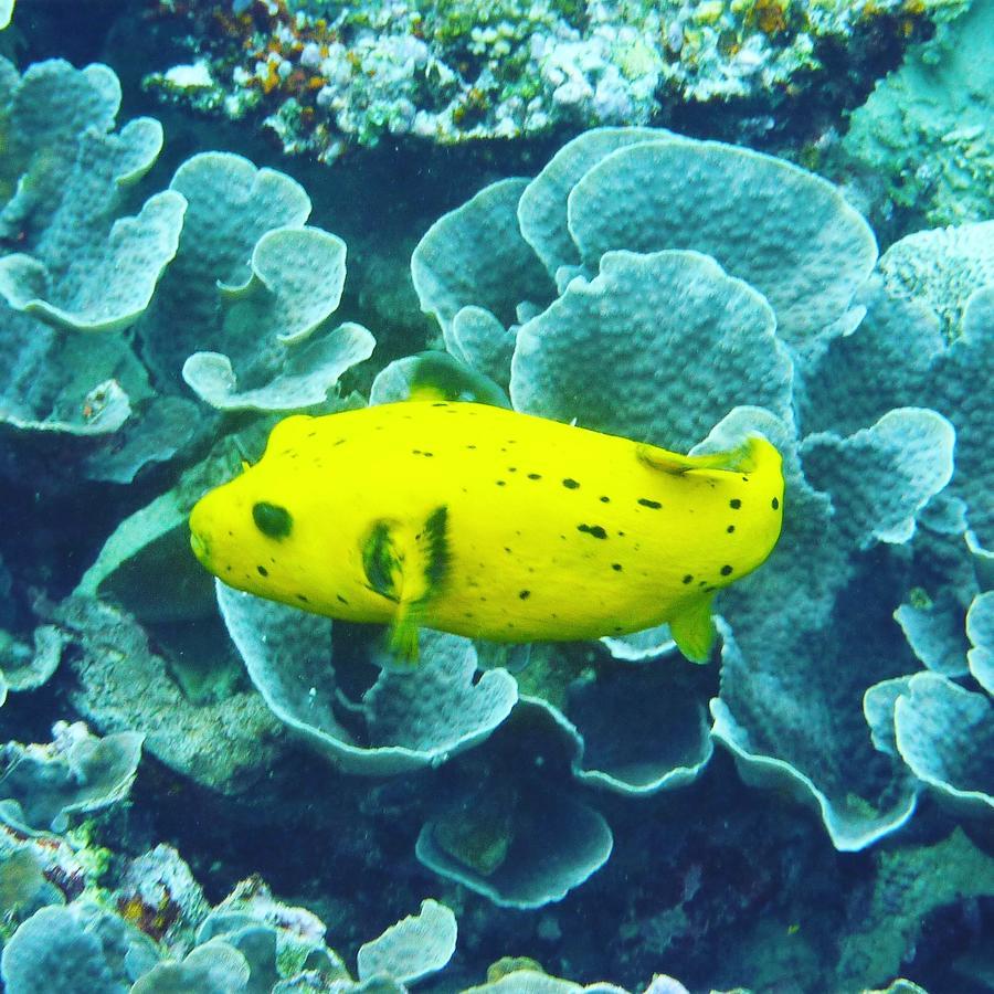 Gecko Nature Lodge Home Of Swahili Divers The Best Dive Center And Famous Gecko Restaurant Verani Εξωτερικό φωτογραφία