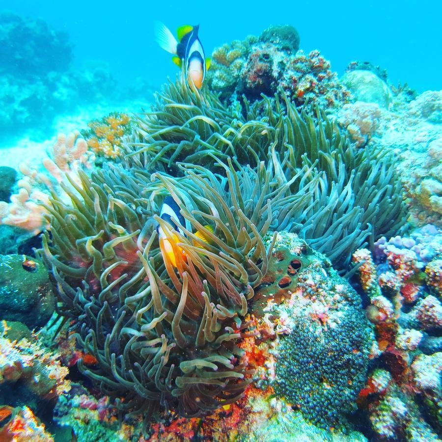 Gecko Nature Lodge Home Of Swahili Divers The Best Dive Center And Famous Gecko Restaurant Verani Εξωτερικό φωτογραφία