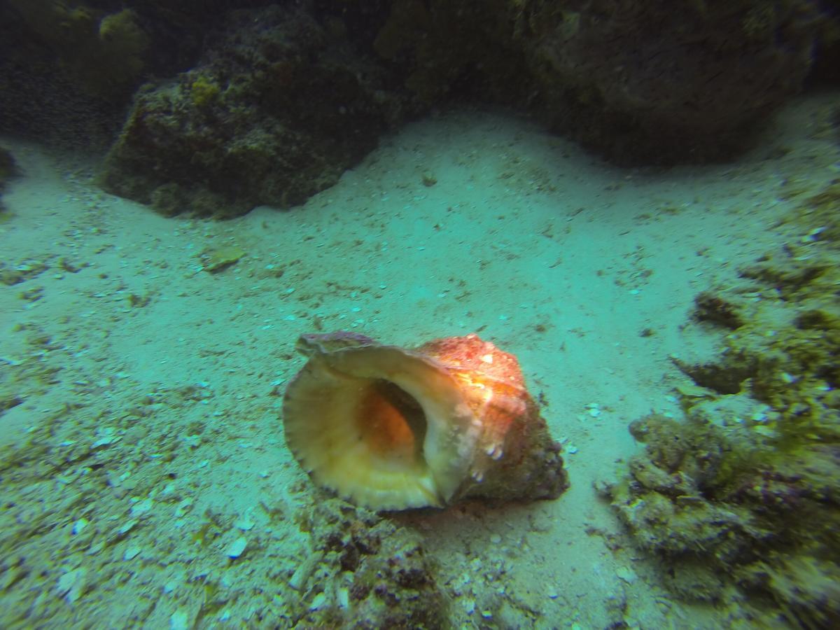 Gecko Nature Lodge Home Of Swahili Divers The Best Dive Center And Famous Gecko Restaurant Verani Εξωτερικό φωτογραφία